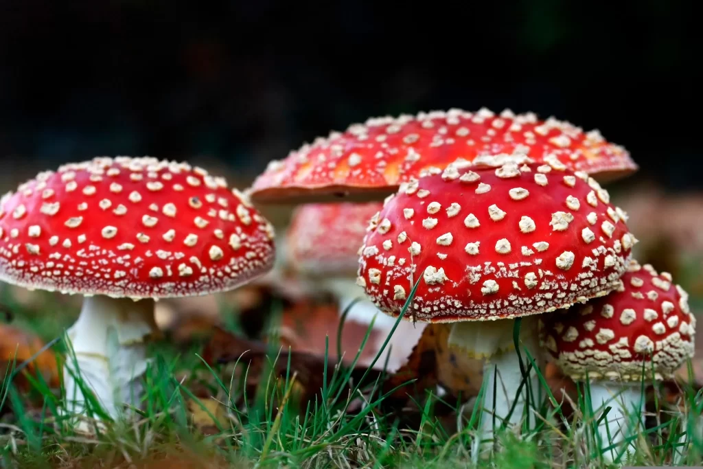 The Different Benefits of Buying Amanita Muscaria Mushroom Gummies